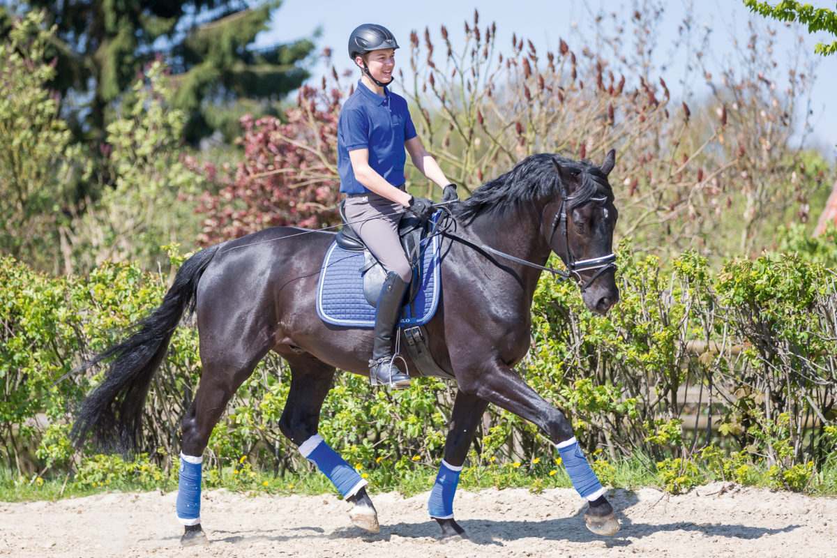 Die Grundgangarten – Schritt, Trab, Galopp beurteilen und reiten ...
