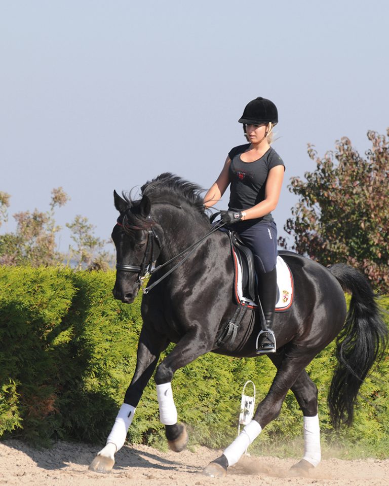Reiten Trab Auf Der Stelle Rätsel Die Grundgangarten – Schritt, Trab, Galopp beurteilen und reiten